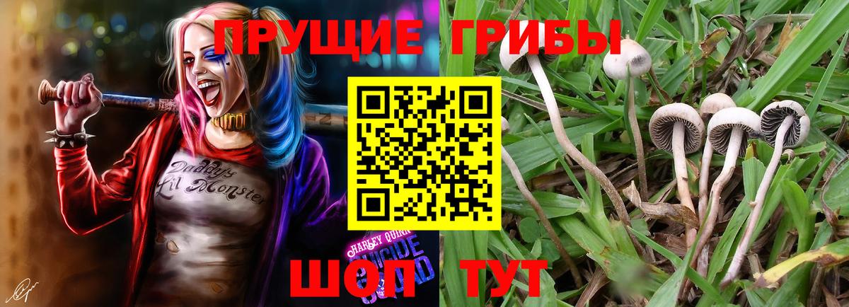 Псилоцибиновые грибы мицелий  Псилоцибиновые грибы MAGIC MUSHROOMS  Вход с VPN  Елизово 